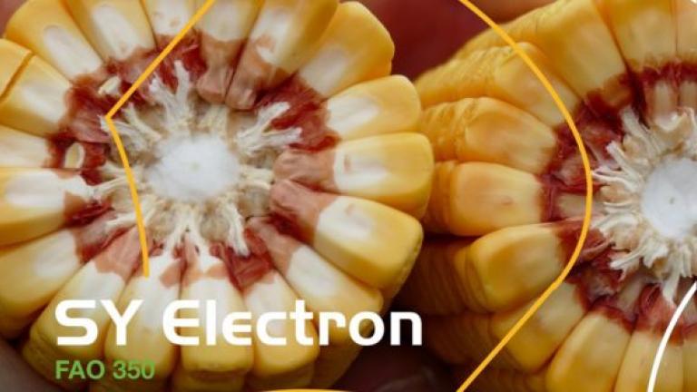 SY Electron