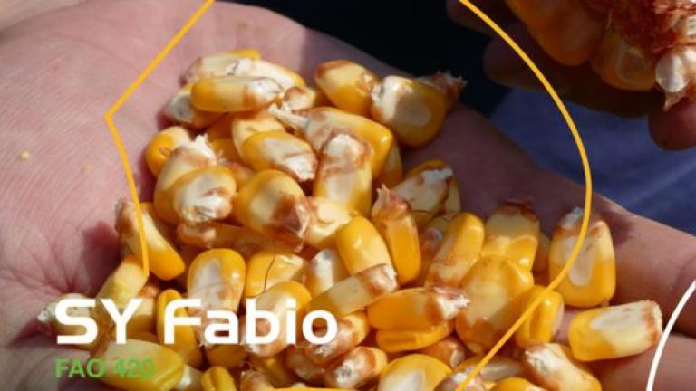 Syngenta hibridi kukuruza