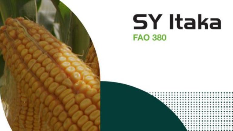 Syngenta hibridi kukuruza