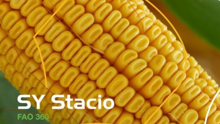 Syngenta hibridi kukuruza