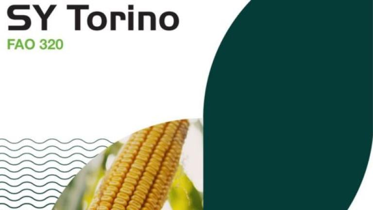 Syngenta hibridi kukuruza