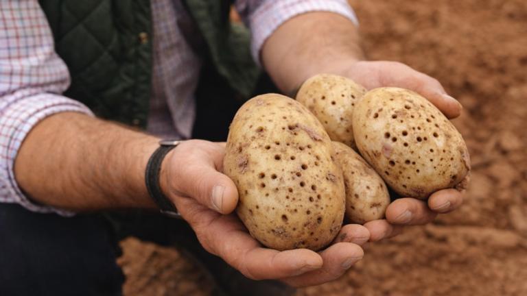 Zaštitite krumpir od žičnjaka već kod sadnje