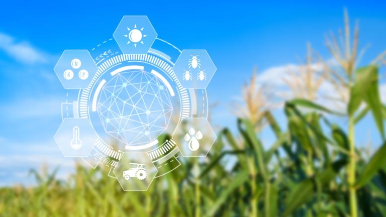 Syngenta hibridi kukuruza - ilustracija napredne tehnologije uzgoja i stručne podrške na poljoprivrednom polju