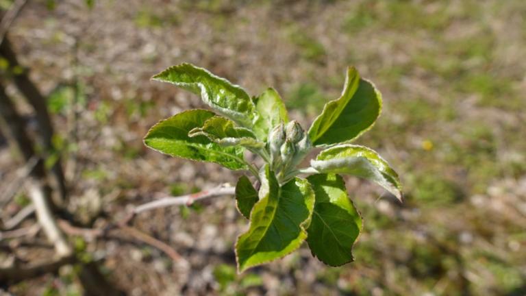 Zaustavite krastavost jabuke na početku vegetacije