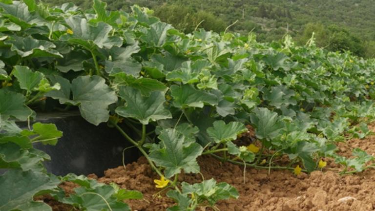 VIVA® aktivira mikrobiološku aktivnost tla i potiče razvoj snažnog i razgranatog korijena