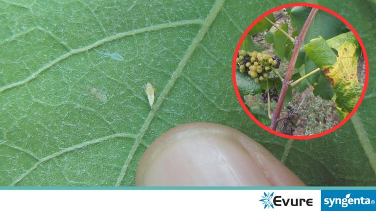 Ličinka američkog cvrčka (Scaphoideus titanus) na listu vinove loze