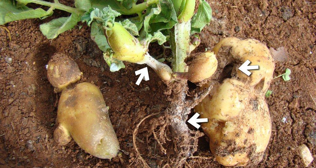 Rhizoctonia solani krumpira