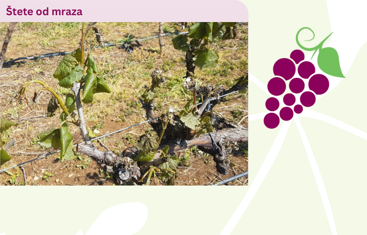 štete od mraza u vinogradu
