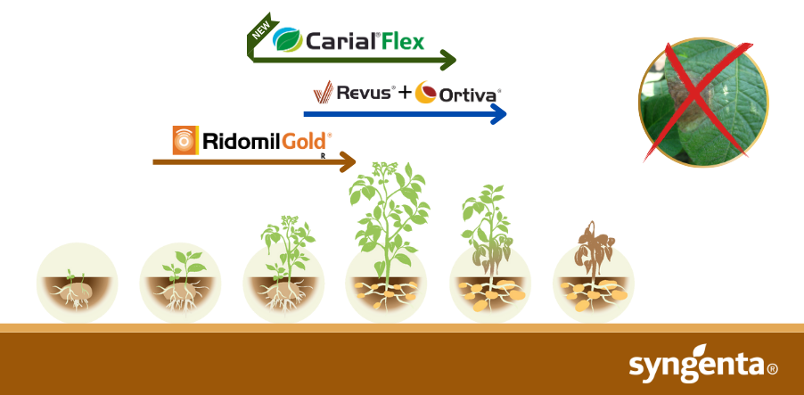 Carial Flex u programu zaštite krumpira