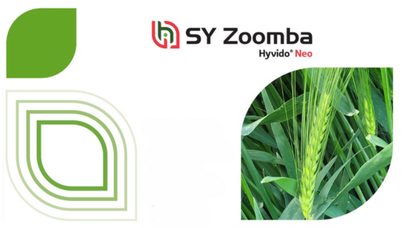 SY Zoomba
